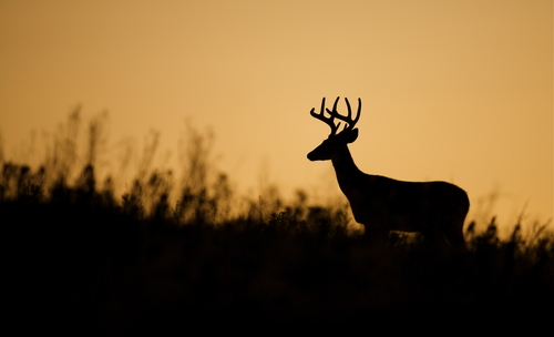 Deer Harvests by County / Gamelands